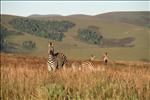 Zebra's op Nyika